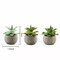 Green 3 Assorted 5" Faux Home Garden Aloe Succulent Plants Round Pots